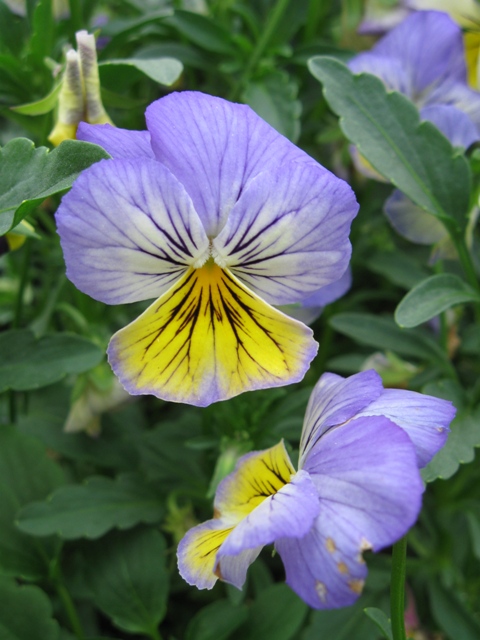 Volunteer viola blooming in the fall.